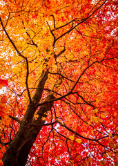 colorful orange and red maple tree in autumn. spectacular natural beauty with attractive copy space.
