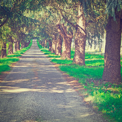 Poster - Forest Road