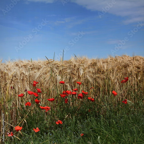 Coquelicots Dans Le Champs De Ble Stock Photo Adobe Stock Coquelicots Dans Le Champs De Ble Stock Photo Adobe Stock
