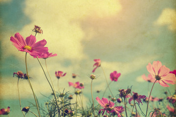 Wall Mural - vintage cosmos flower - paper art texture, nature background