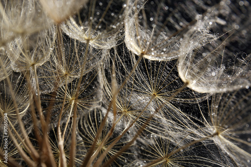 Obraz w ramie Beautiful dandelion with water drops on dark background