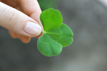 Sticker - Clover leaves in female hand on blurred background