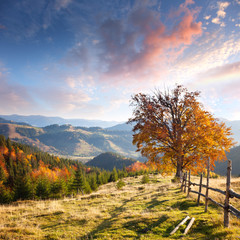 Wall Mural - Autumn Landscape with Big Yellow Tree and Mountain Panorama