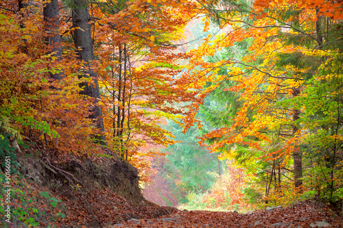 Obraz w ramie Beautiful Autumn Trees in the colorful forest, yellow, green an