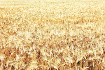 Poster - Beautiful summer field