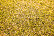 Yellow Grass Background Texture