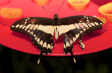 Thoas Swallowtail Or Papilio Thoas Butterfly Drinking Nectar From A Plate In The Garden