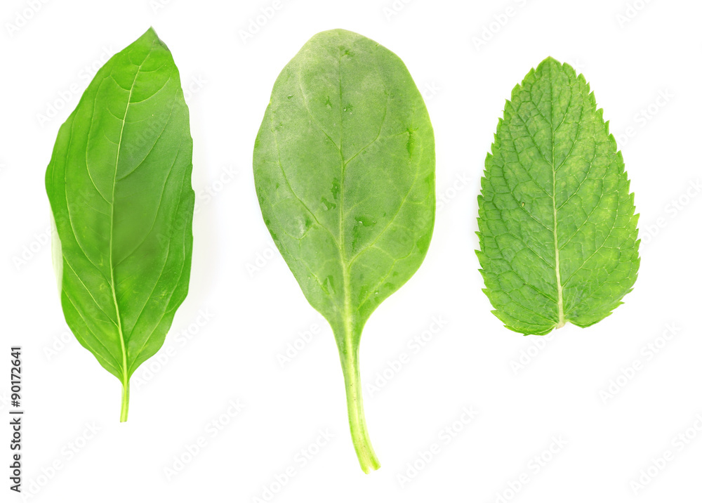 Green fresh leaves isolated on white
