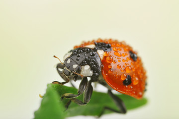 Sticker - Ladybug on leaf, closeup