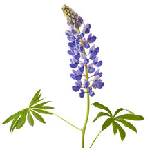 Lupine Flower On A White Background