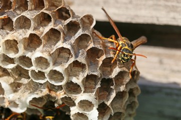 巣のアシナガバチ