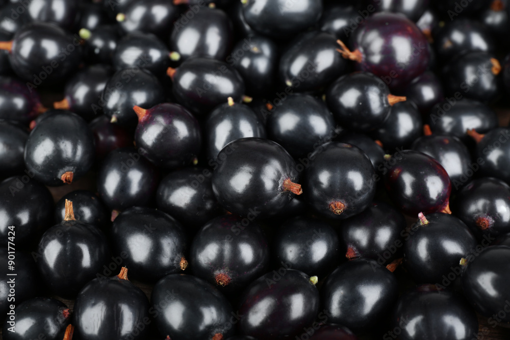Heap of wild black currant close up