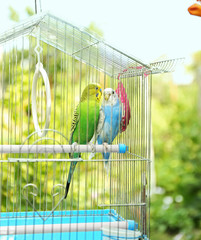 Wall Mural - Cute colorful budgies in cage, outdoors