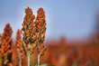 Sweet Sorghum stalk and seeds - biofuel and food. Horizontal Image with copy space to the right of the stalks.