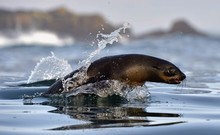 Jumping Cape Fur Seal (Arctocephalus Pusillus Pusillus)