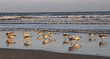 Seagulls on Ocean Beach