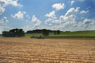 Corn field being chopped in Kentucky on a sunny summer day with clouds. 