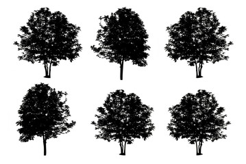 Wall Mural - set of six trees silhouettes isolated on white background with c