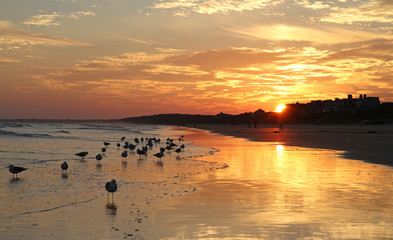 Wall Mural - Sunset on Ocean Beach with Seagulls