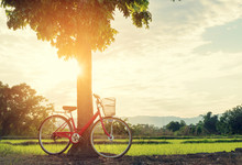 Red Bicycle Parked Under A Tree On A Sunny Morning. Rural Landscape
