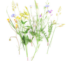 Sticker - Wildflowers isolated on white