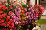 Fototapeta  - Beautiful geraniums on a balcony