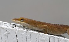 Brown Anole Lizard Sitting On A White Fence