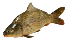 Cyprinus Carpio Fish Carp