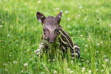 Baby Of The Endangered South American Tapir