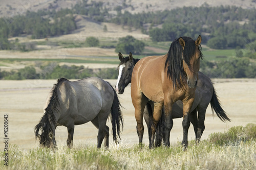 Plakat na zamówienie Horse known as Casanova, one of the wild horses at the Black Hills Wild Horse Sanctuary, the home to America's largest wild horse herd, Hot Springs, South Dakota