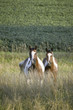 Two brown and white Pinto horses in countryside of Nebraska