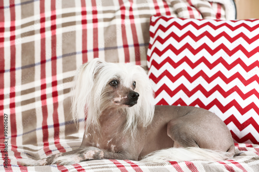 Chinese Crested dog resting on sofa, indoors