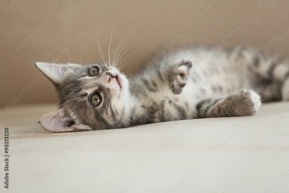 Cute gray kitten on sofa at home