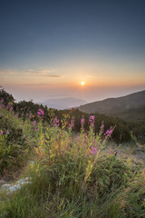 Wall Mural - Sunrise in the mountain. Flowers