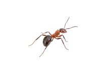 Brown Ant On A White Background