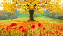 Beautiful Autumn Landscape With A Lonely Tree And Poppies (medit