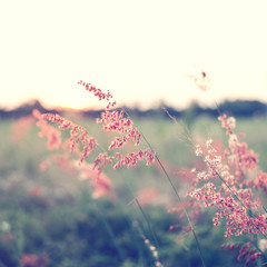 Wall Mural - vintage wild flower in sunset, instagram filter