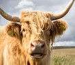 Close Up of Highland Cow