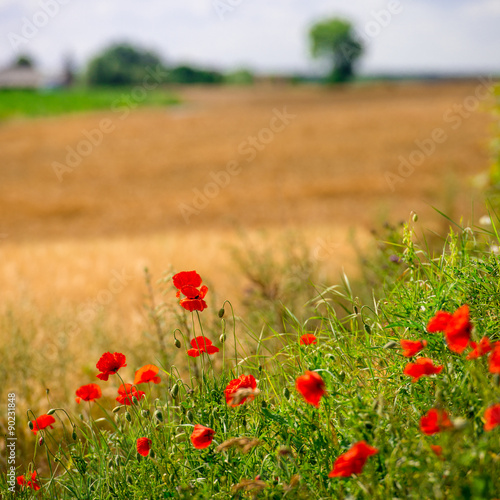 Tapeta ścienna na wymiar summer in Poland