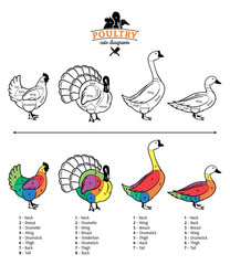 Wall Mural - Poultry Cuts Diagrams