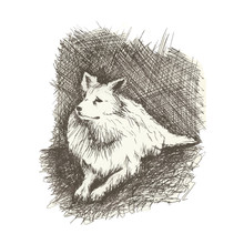 Dog In Anddrawn Engraving Style By Pen, Retro Hound
