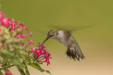 IMMATURE MALE RUBY-THROATED HUMMINGBIRD COLLECTING NECTAR