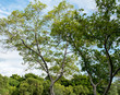 © InfinitePhoto - Branch of tree and tree background