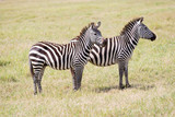 Fototapeta  - Zebras in Serengeti National Park