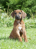 Fototapeta Psy - Pure breed Rhodesian Ridgeback puppy dog outdoors