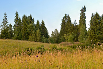 Wall Mural - sky forest meadow hills