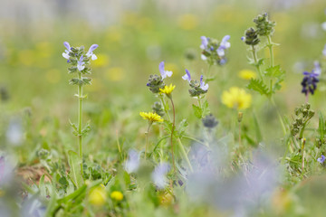 Wall Mural - yellow and purple meadow flowers