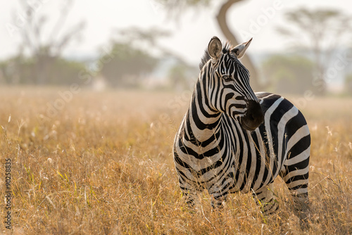 Zebra in Serengeti National Park