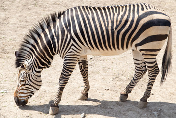 Sticker - zebra in the zoo