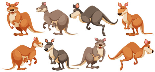 Poster - Kangaroo in different poses